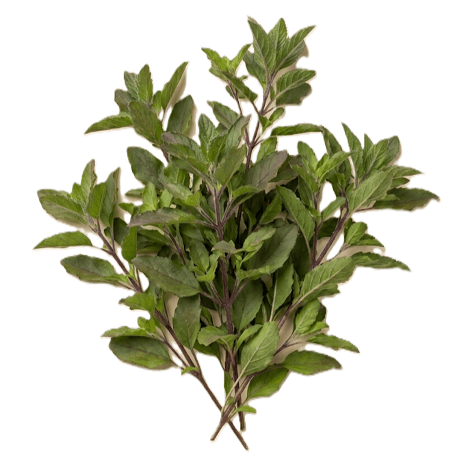 Mentha spicata