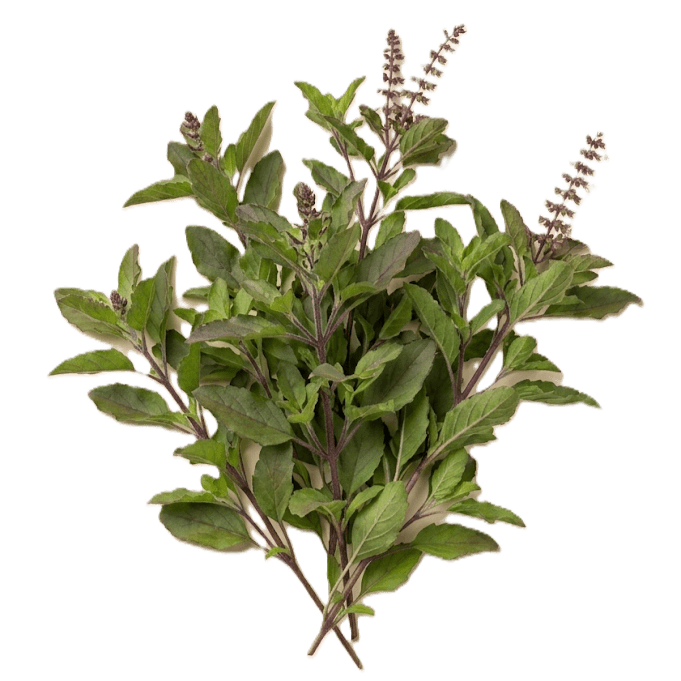 Ocimum tenuiflorum