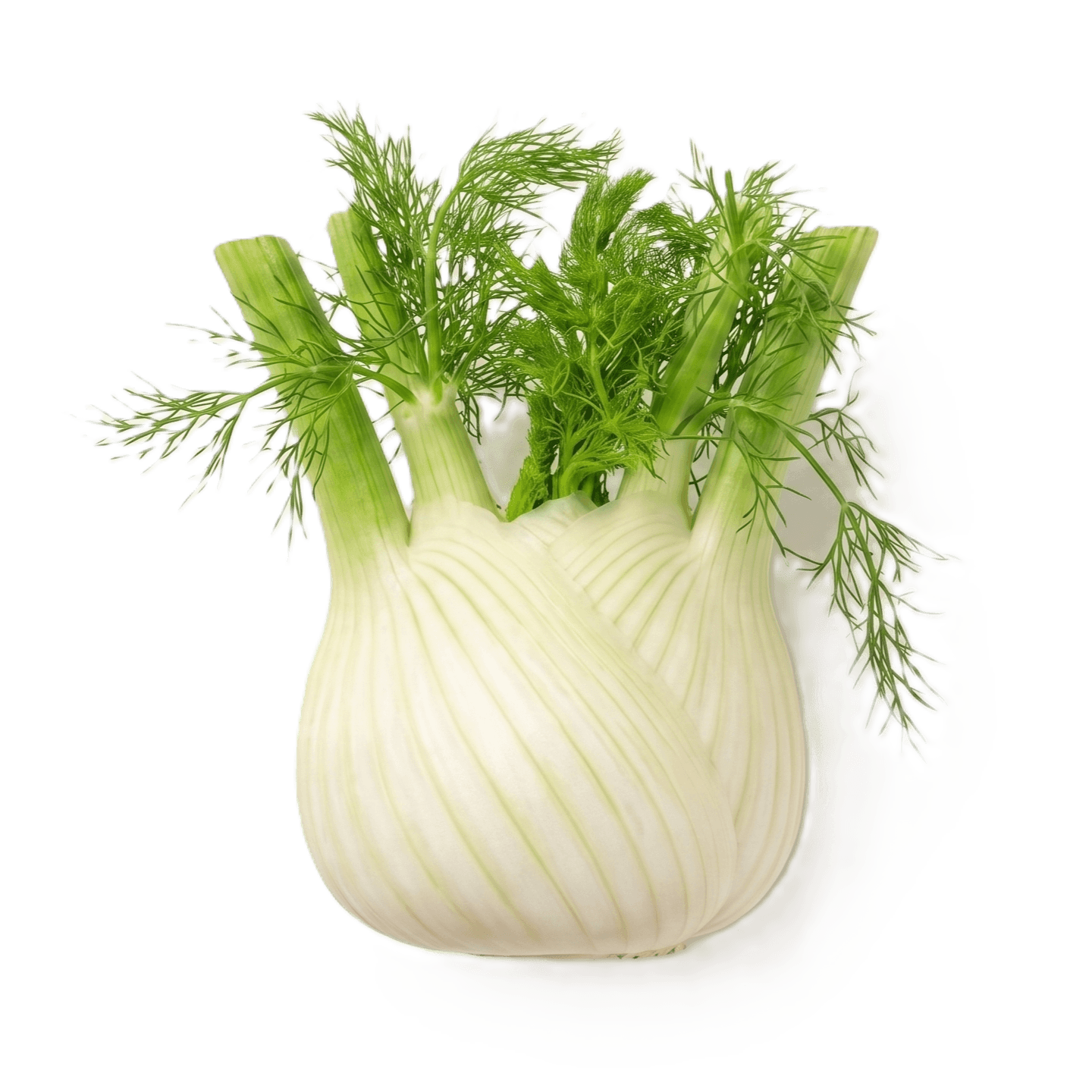 Foeniculum vulgare